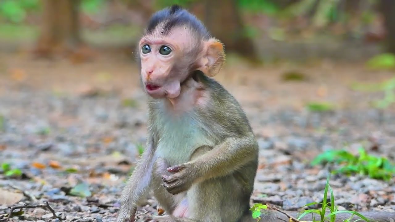 Adorable Monkey Moby