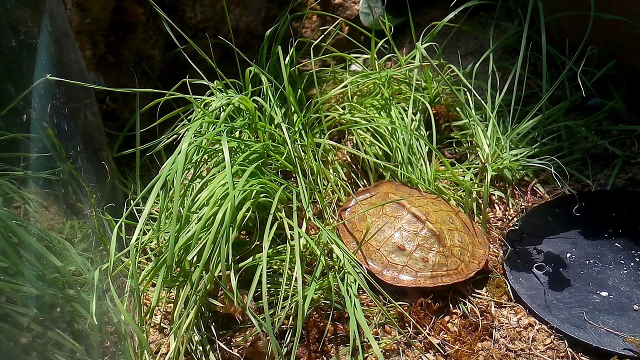 🌾rhinoclemmys pulcherrima🌾  (Nueva especie)🐢