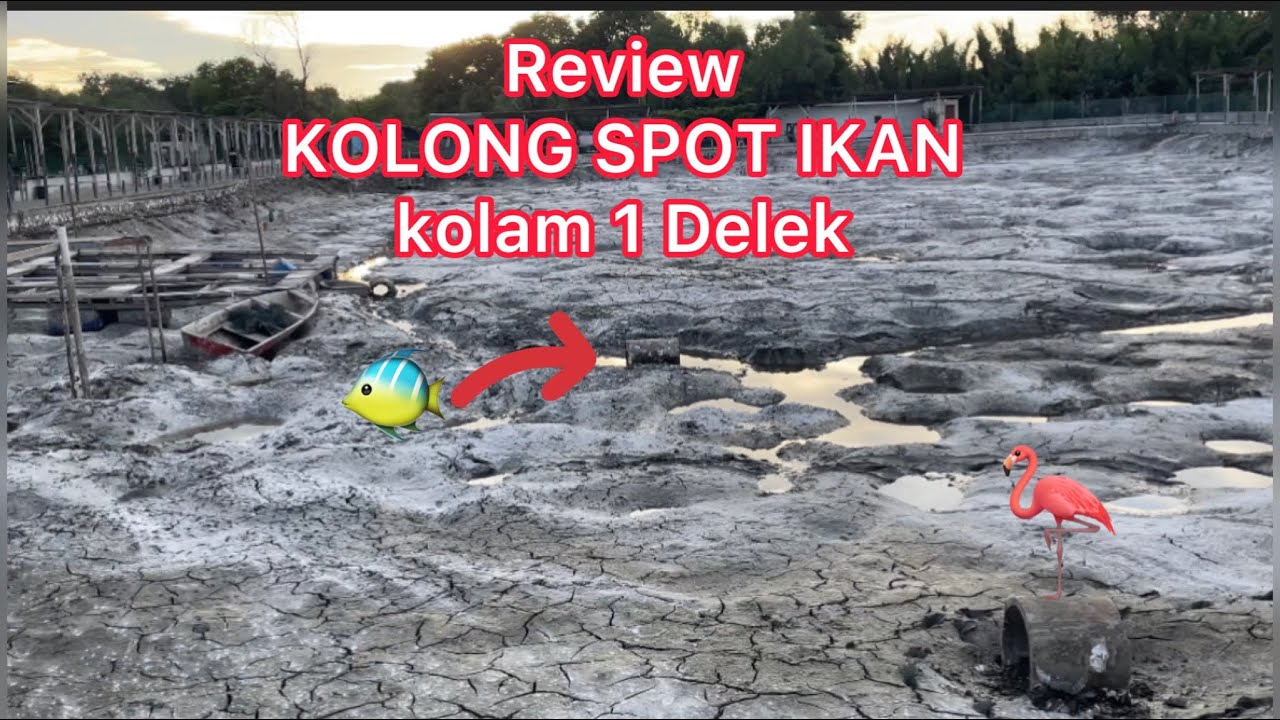 Review KOLONG-KOLONG SPOT IKAN di KOLAM 1 KG DELEK FISHING PARK PORT KLANG😅🎣🏆🦩🔥🔥🔥