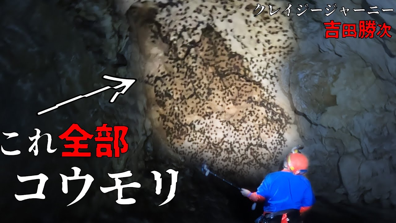 【クレイジージャーニー吉田勝次】洞窟に潜むコウモリのコロニーを発見【石垣島探検】