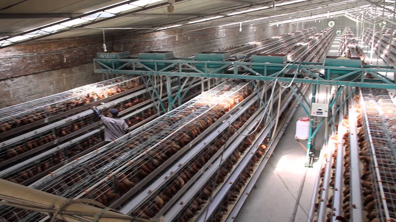 LM-Automatic feeding system