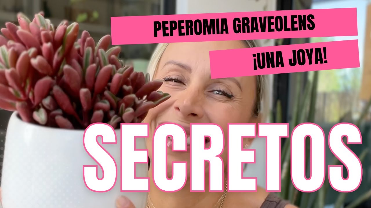 ¡Secretos Revelados! La Peperomia Graveolens: Cuidados, Reproducción