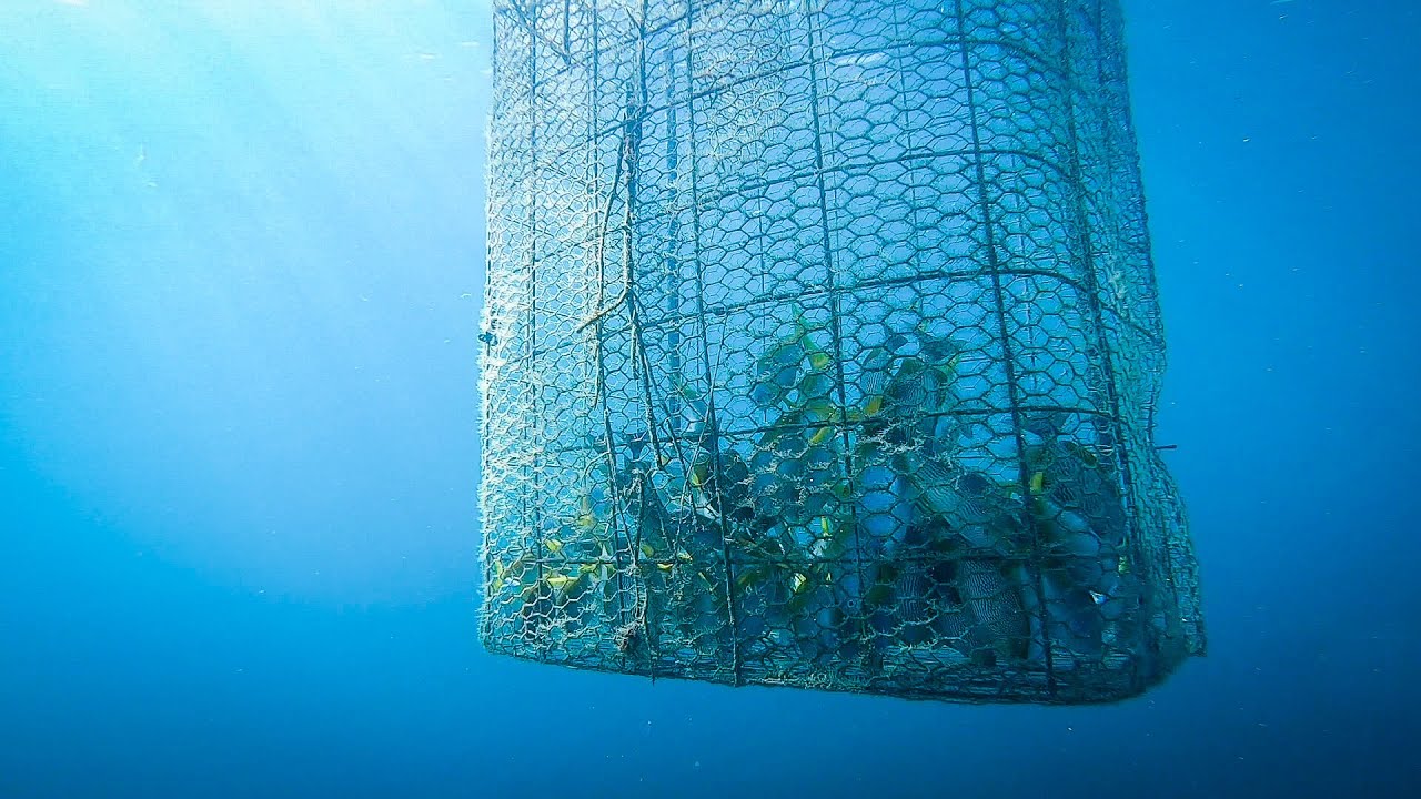 FISHING TRAP || DIVING