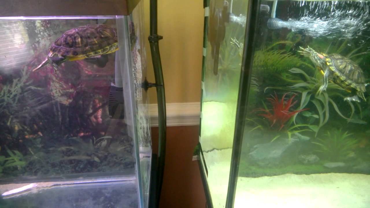 Tour Of My New Turtle Room