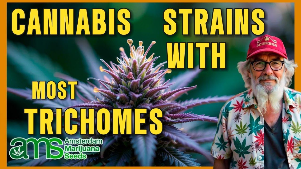 🔥 Cannabis Strains with the Most Trichomes: Maximum Potency and Sticky Resin 🌿✨💎