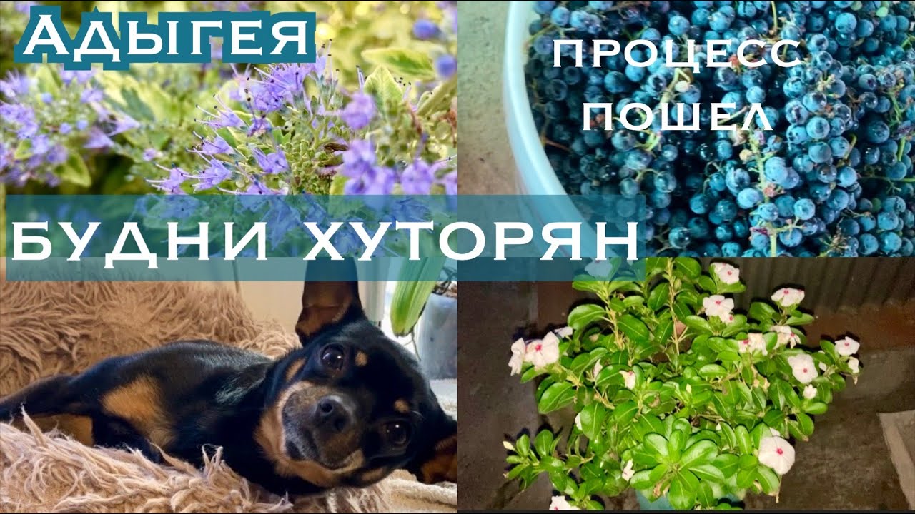 Адыгея/ Сельская жизнь /Будни на хуторе/ Виноград в дело/ С Никки в станицу/