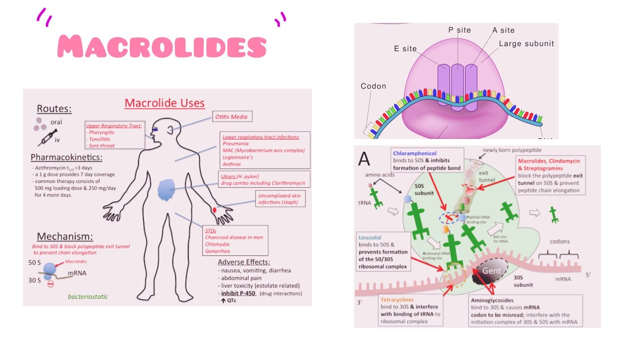Tout ce que tu dois savoir sur les Macrolides en 10mins