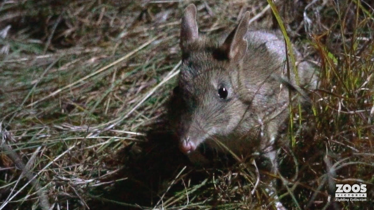 Eastern Barred Bandicoots bounce back at Woodlands