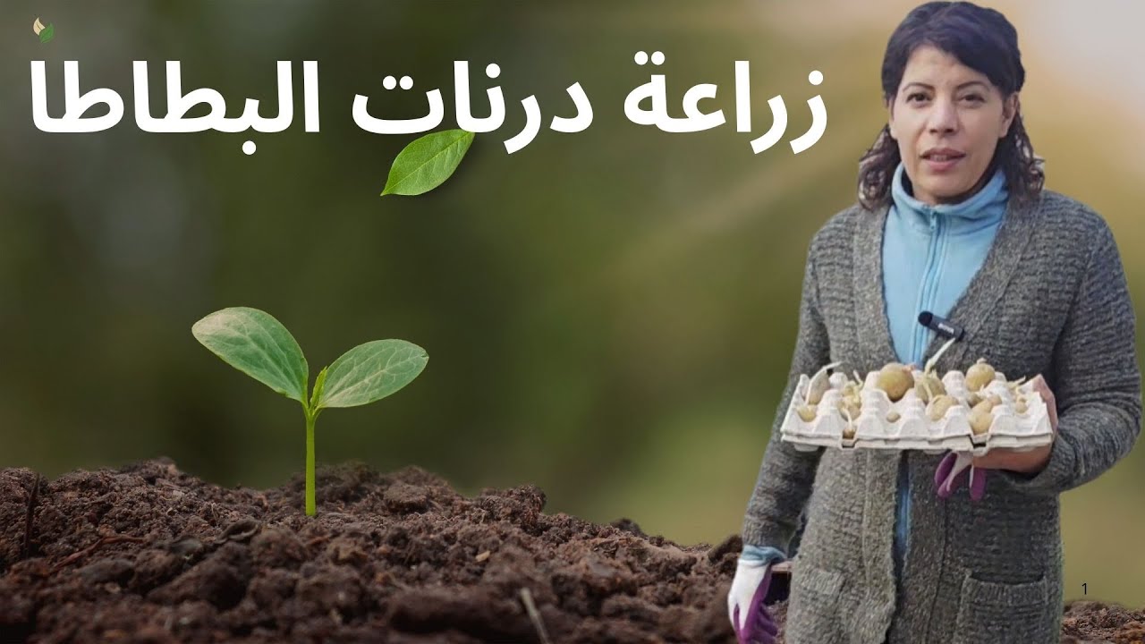 زراعة البطاطا بالاسمدة العضوية و تحضير التربة #زراعة_بطاطس#زراعت#اسمدة#زراعة_طبيعية