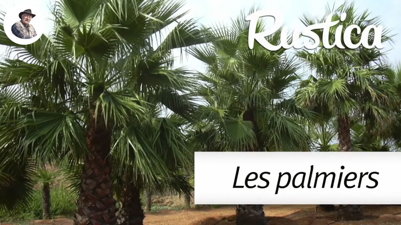 Les palmiers résistants au froid