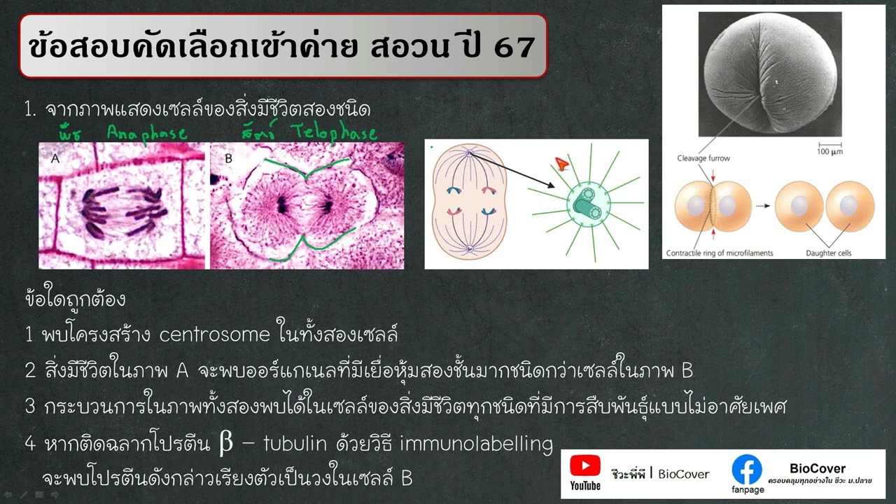 เฉลยข้อสอบเข้าค่าย สอวน ปี 67 ข้อ 1 : การแบ่งเซลล์ของพืชและสัตว์