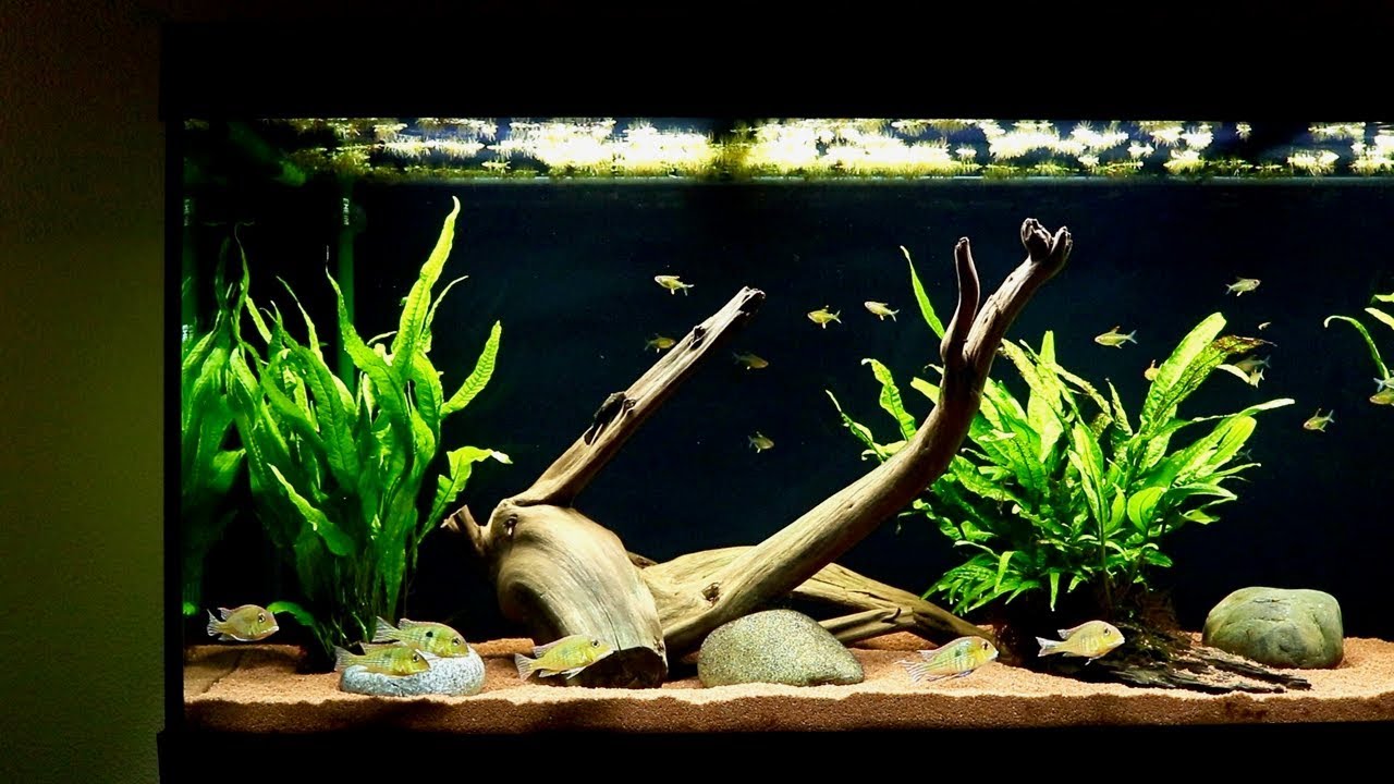 Geophagus Tapajos Red Head Cichlid Breeding Behavior