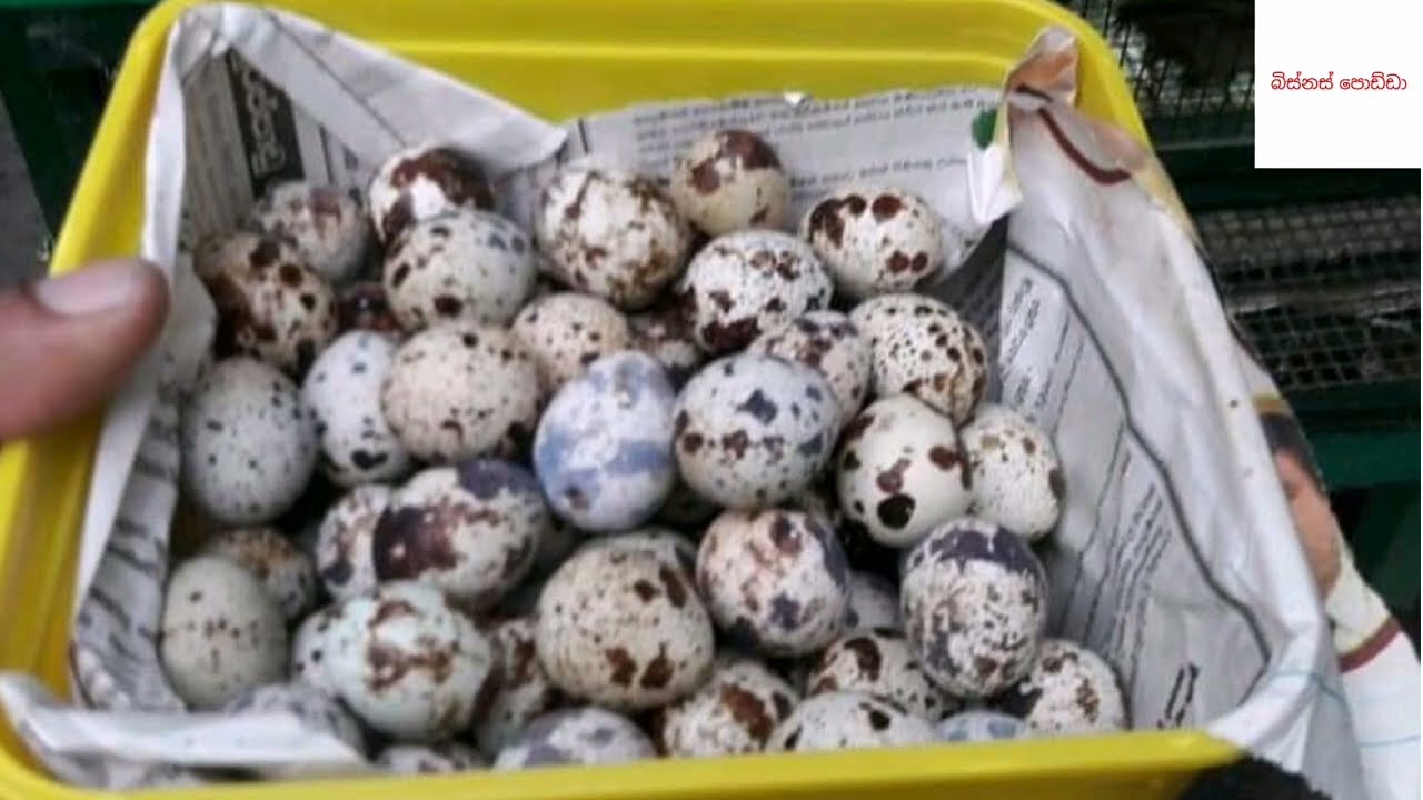වටු බිත්තර බිස්නස් කරමු - egg business ideas - වටු පාලනය | watu kurula palanaya