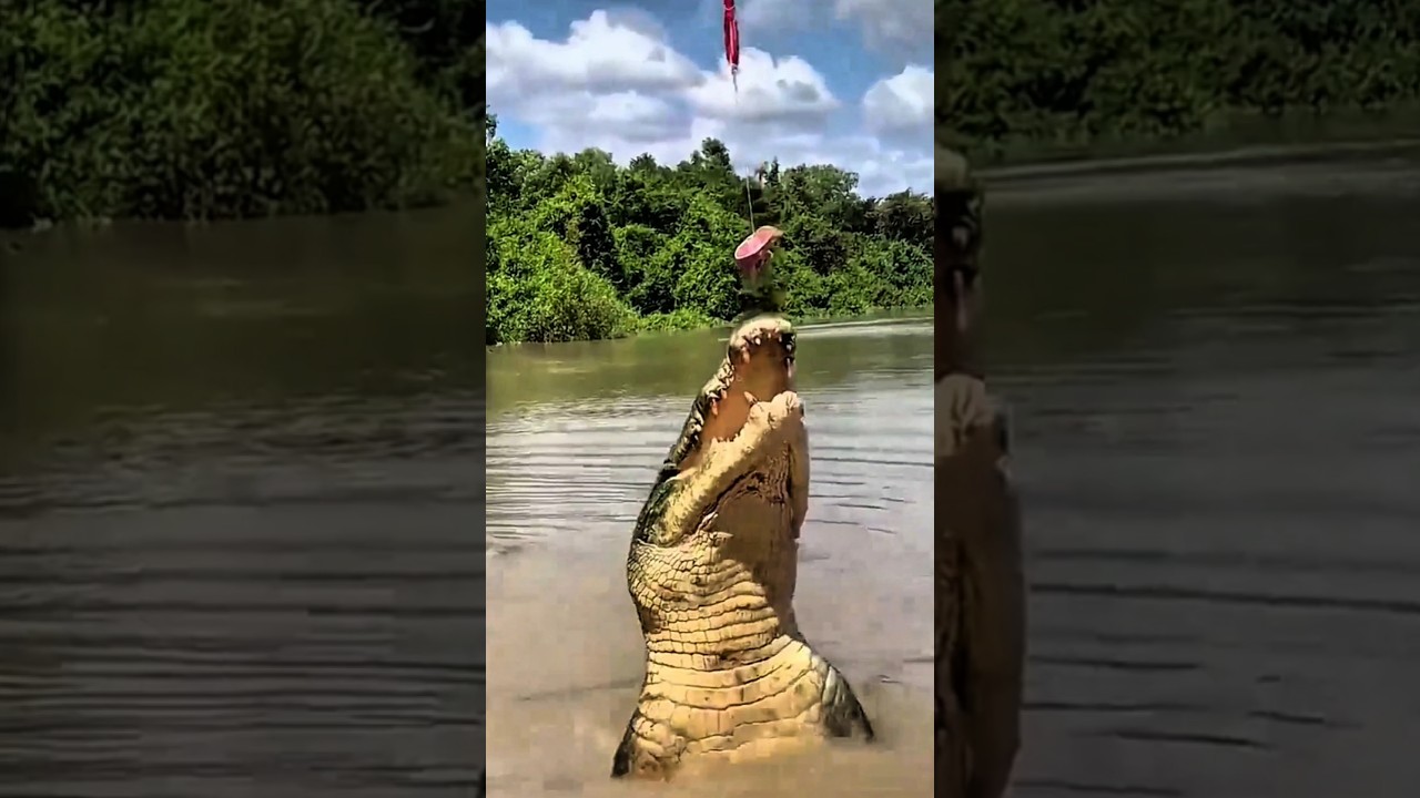 Saltwater Crocodile Attack! Watch It Leap 10 Feet #shorts #wildlife
