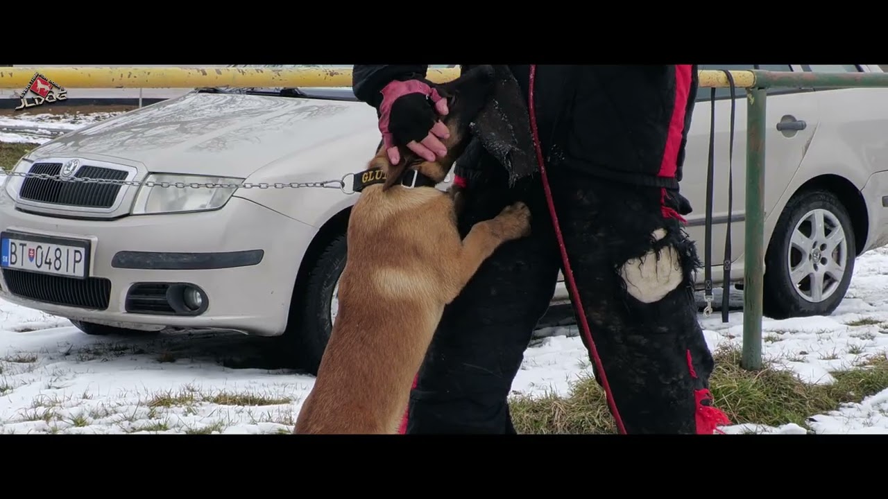 Ozzy Trainer Dog Team FCI 14,5 weeks - Slatinské Lazy 22. 2. 2026