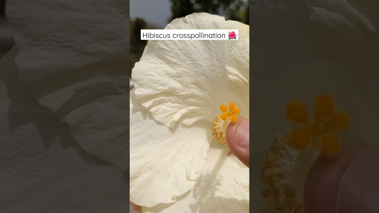 Hibiscus flower cross pollination 🌺 #botanicgarden #gardening #garden #flower