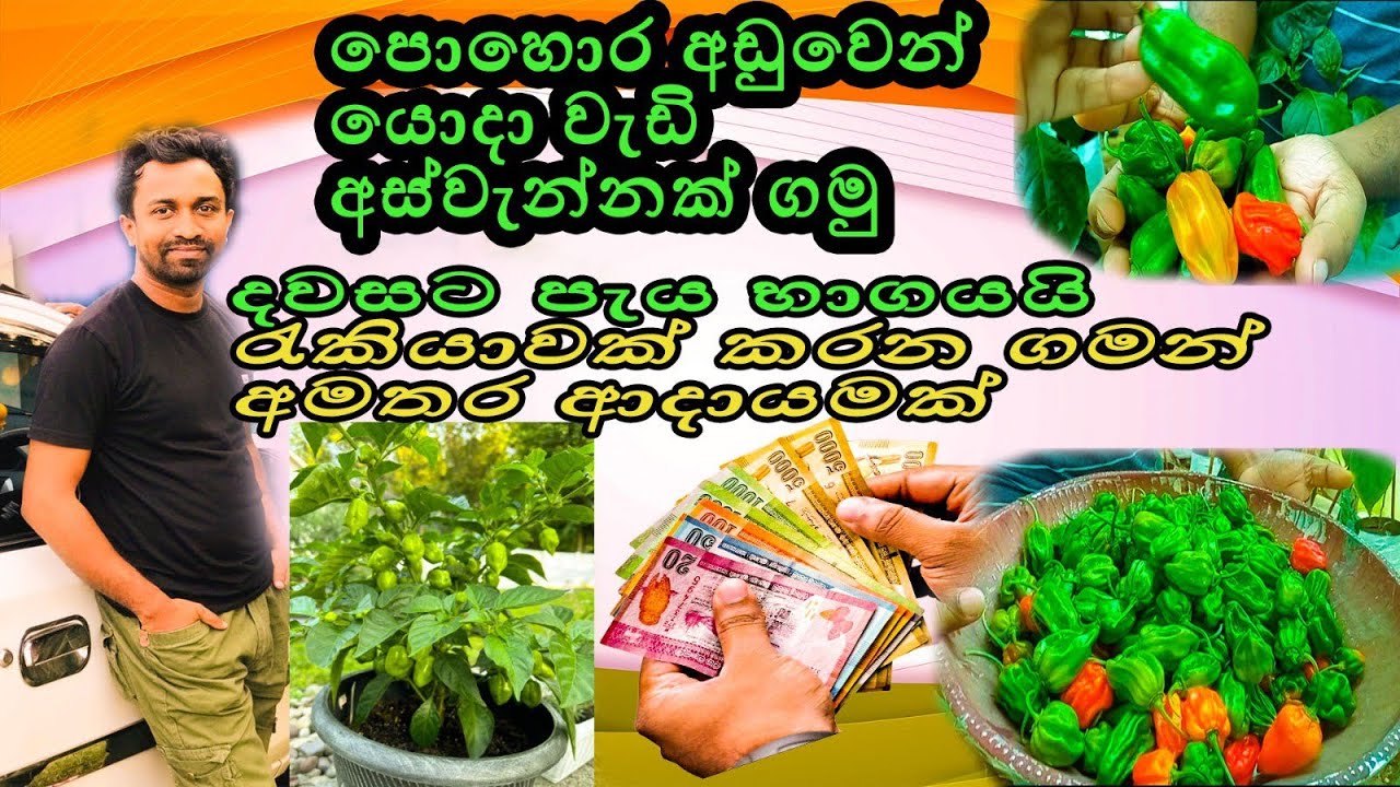 🤘නයි මිරිස් වගාවෙන් මෙතරම් අස්වැන්නක් / low cost scotch bonnet cultivation @UDARAVLOG 