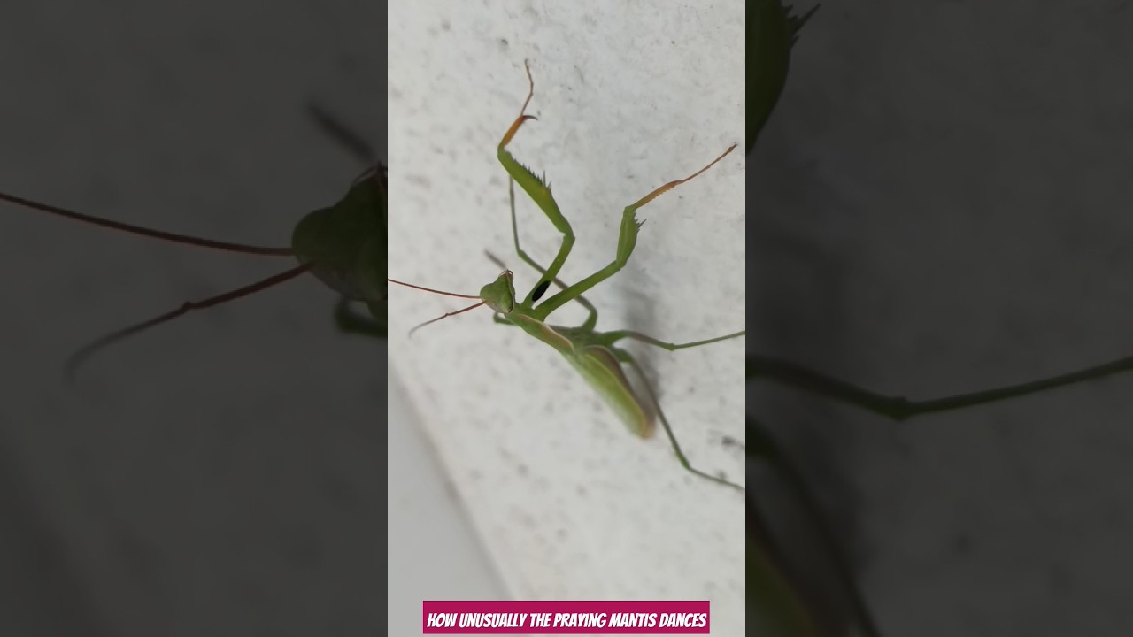 How unusually the praying mantis dances #funny #animals #mantis #serangga #predator 🕷️