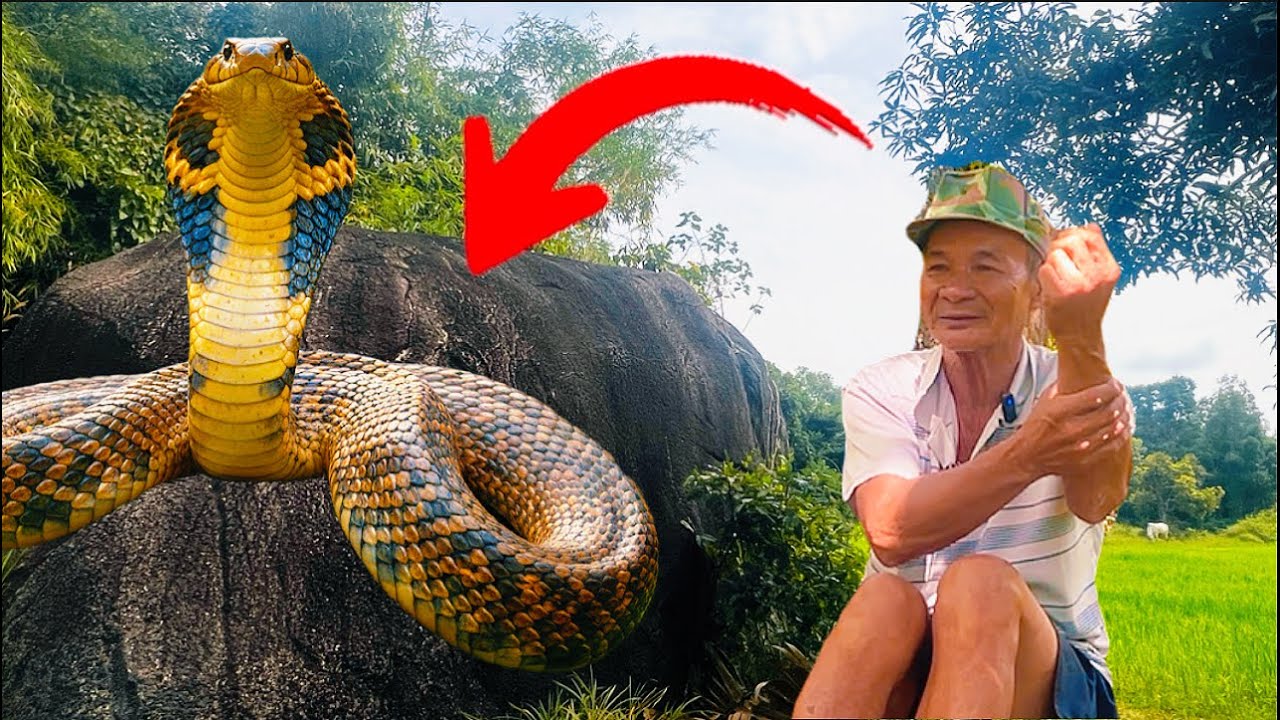 Thật hư chuyện Chú 3 núi cấm nói 2 con rắn hổ mang như cột điện hiện đã chết 1 còn 1 sống trên núi.