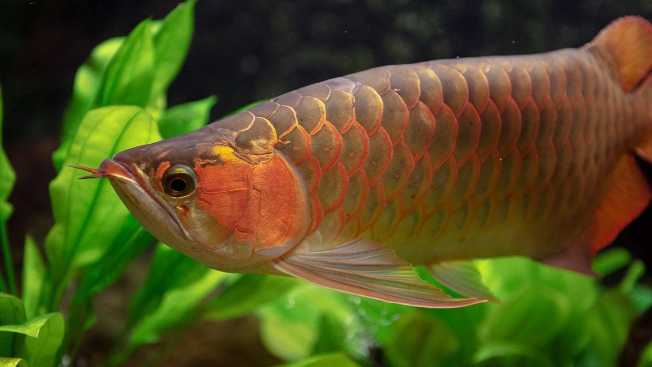 What You Need to Know BEFORE Keeping Monster Fish. [Live Stream]