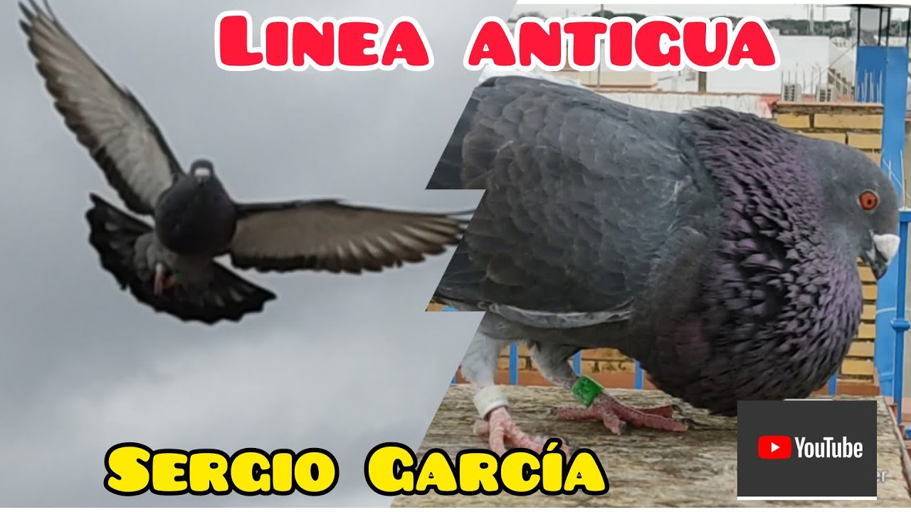 OTRA RAZA ANTIGUA | LÍNEA DE ÚBEDA