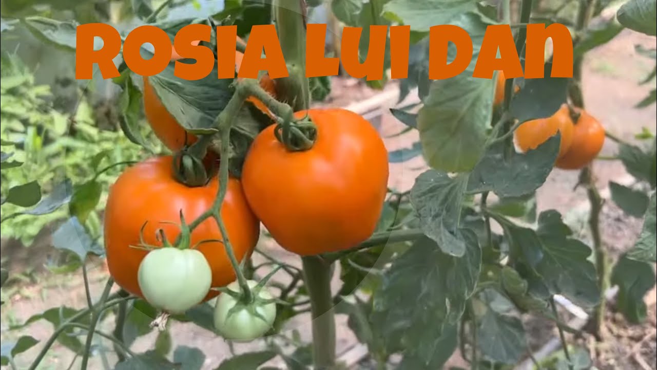 ROȘIA LUI DAN!