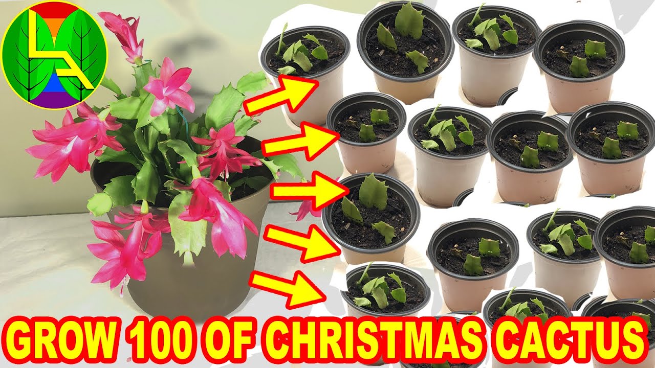 How to grow Christmas cactus at home?