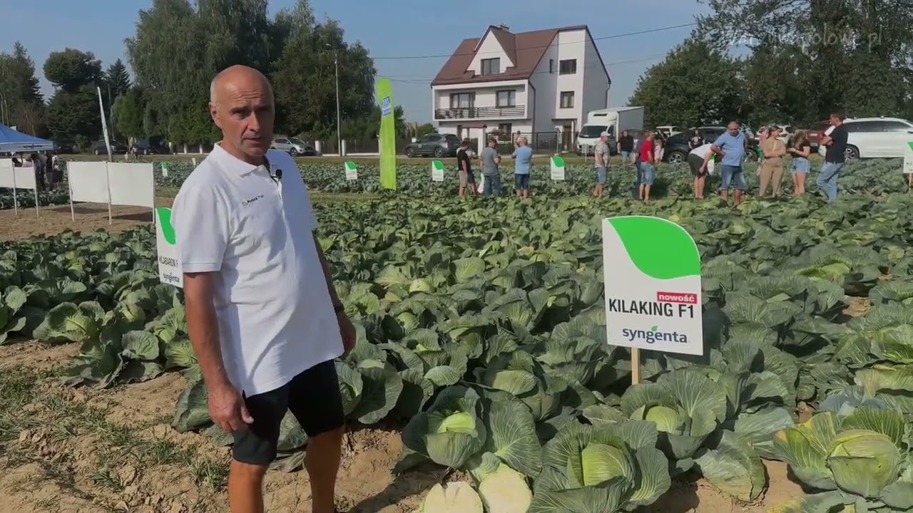 Piotr Gajda z Charsznicy zwrócił uwagę na trzy odmiany kapust