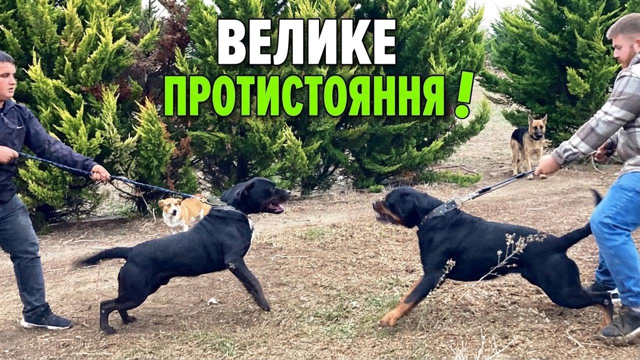 РОТВЕЙЛЕР ДІАБЛО ПРОТИ ХАДЕСА: ВЕЛИКЕ ПРОТИСТОЯННЯ!