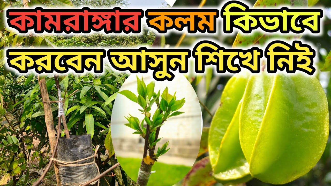 কামরাঙ্গার কলম কিভাবে করবেন আসুন শিখে নিই।। How to Graft Starfuit।। Grafting Process of Starfuit।।