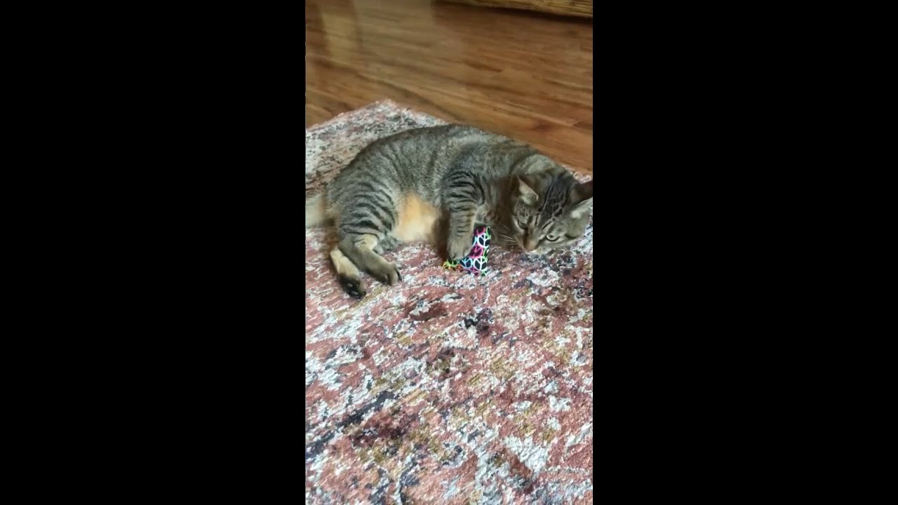 Cat With Catnip Pillow