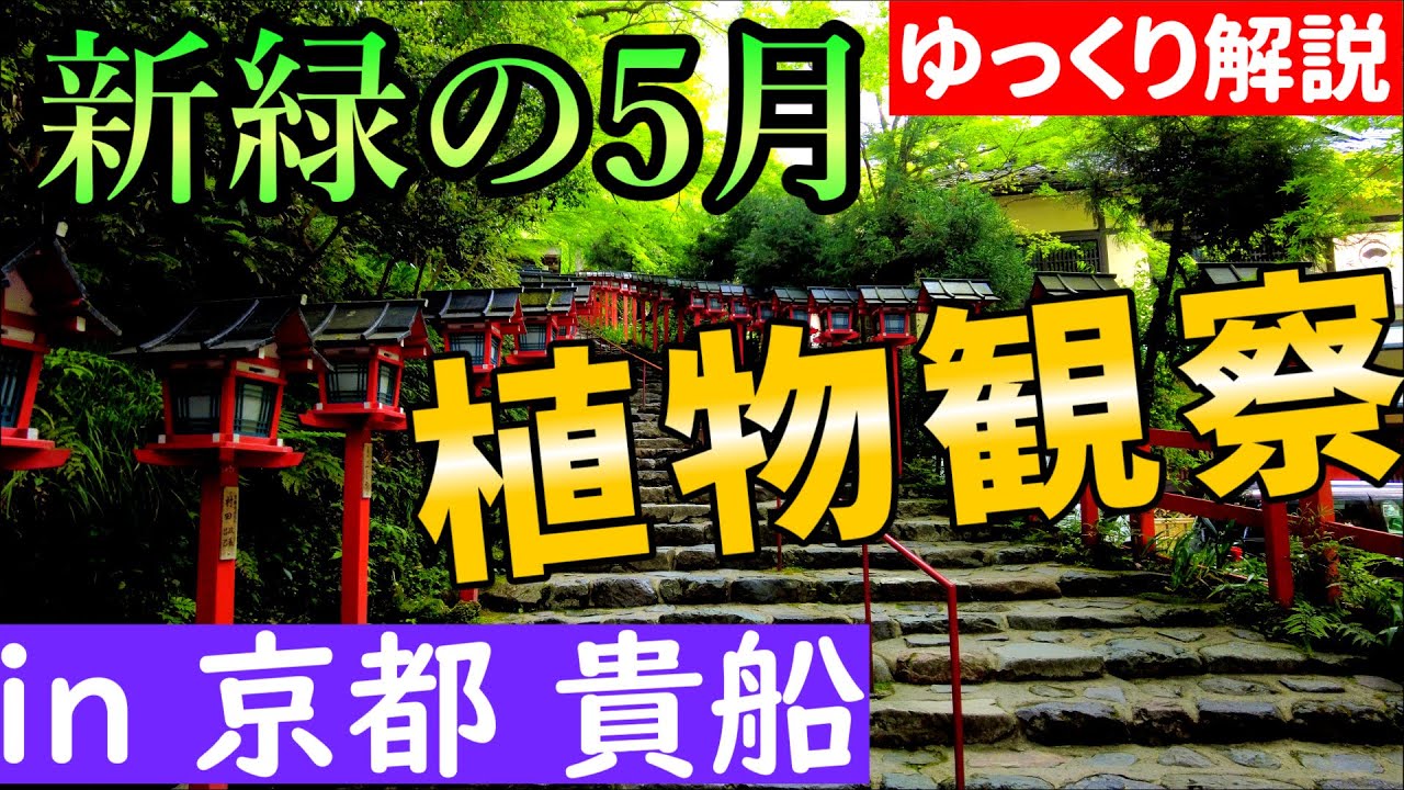【山野草】新緑の京都・貴船神社で5月の植物観察！【ゆっくり解説】