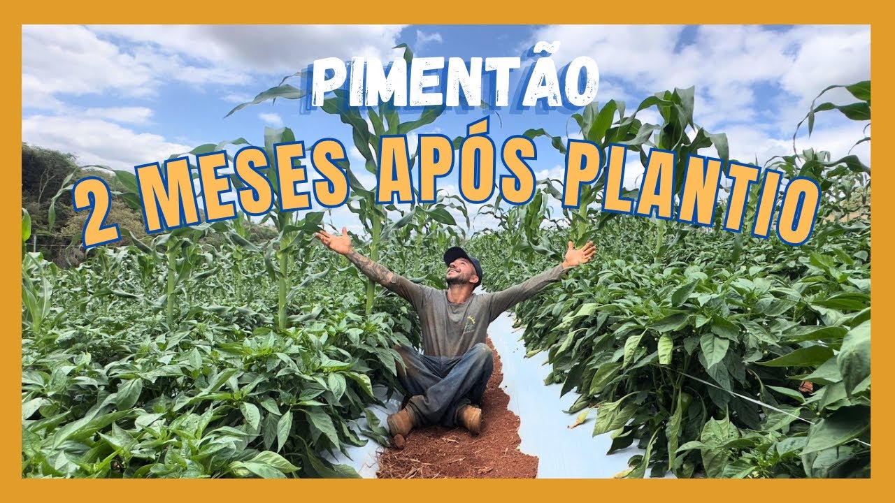 PIMENTÃO 🫑 com 2 meses de plantio: o que aconteceu na lavoura?