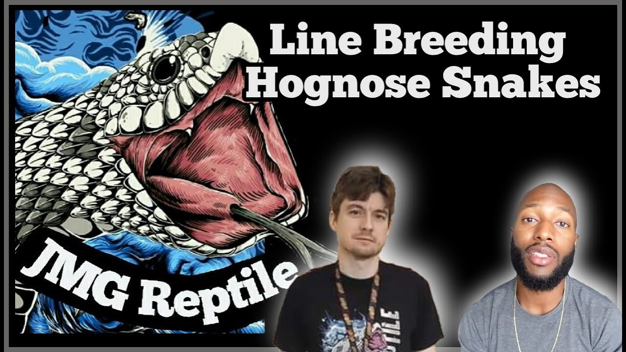 Hognose Talk with Jeff Galewood Jr. (JMG Reptile): Line Breeding Hognose Snakes