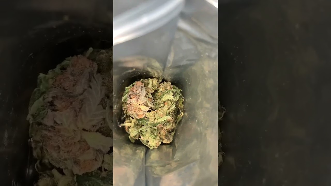 Pie Crust From Grow West Untrimmed Medical Cannabis