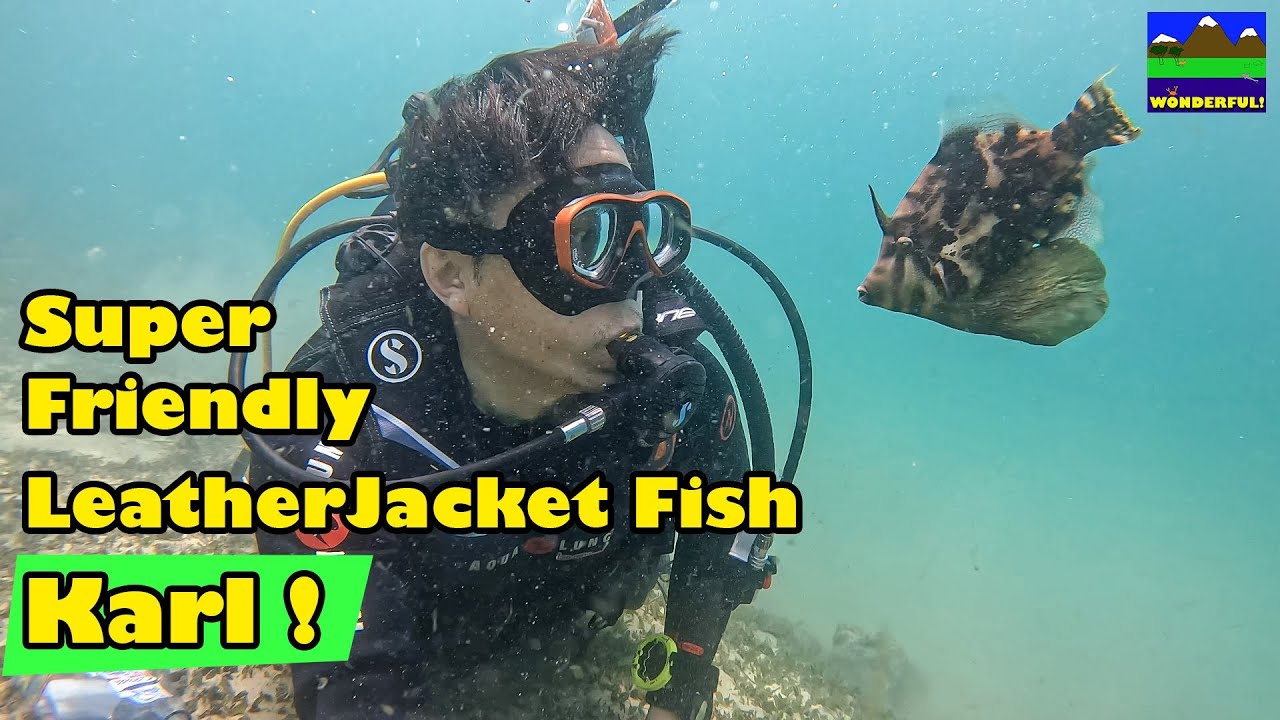 Diving at the Spit, Gold Coast. == Encountered with super friendly Leatherjacket Fish, Karl :-) !