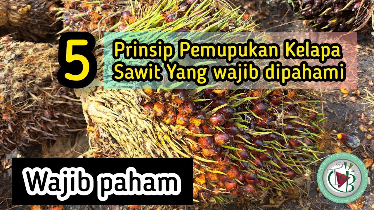5 Prinsip Pemupukan Kelapa Sawit Yang wajib dipahami