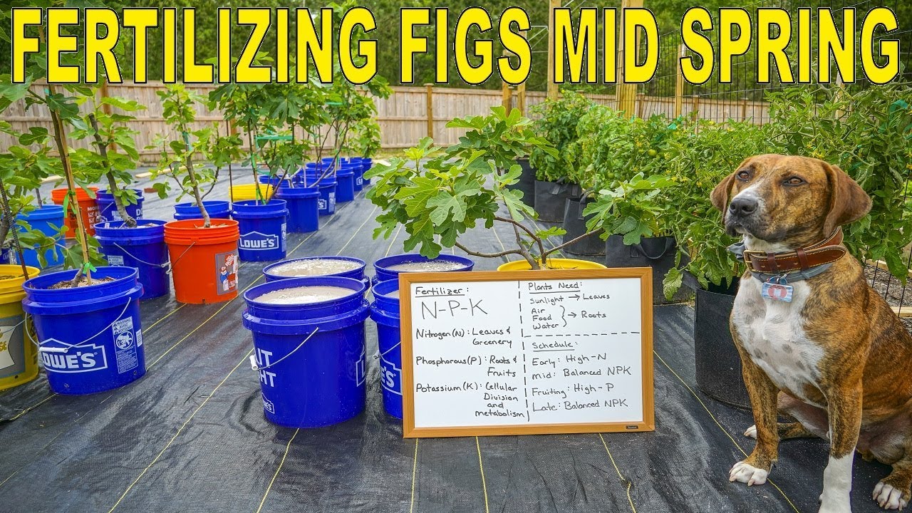 Fertilizing Figs Mid Season - Optimize Fig Tree Health And Vigor