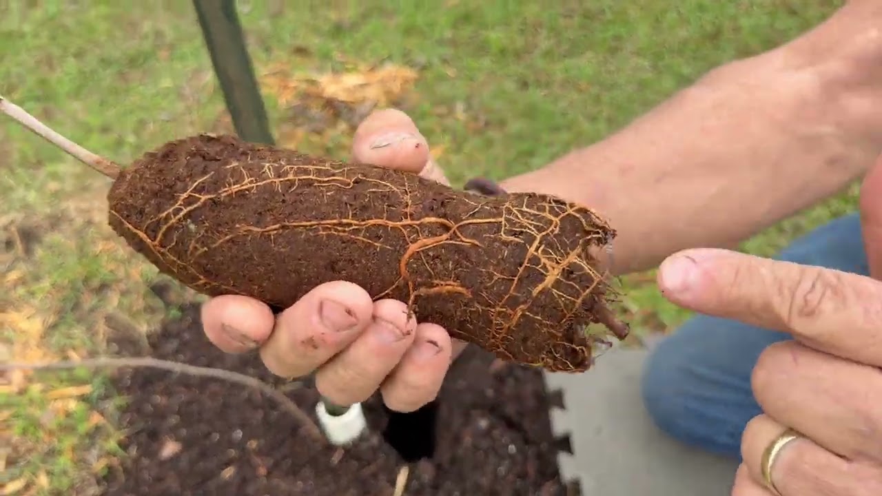 3/6/26 How we root and plant muscadines. Ms. Gay & Jiggs 