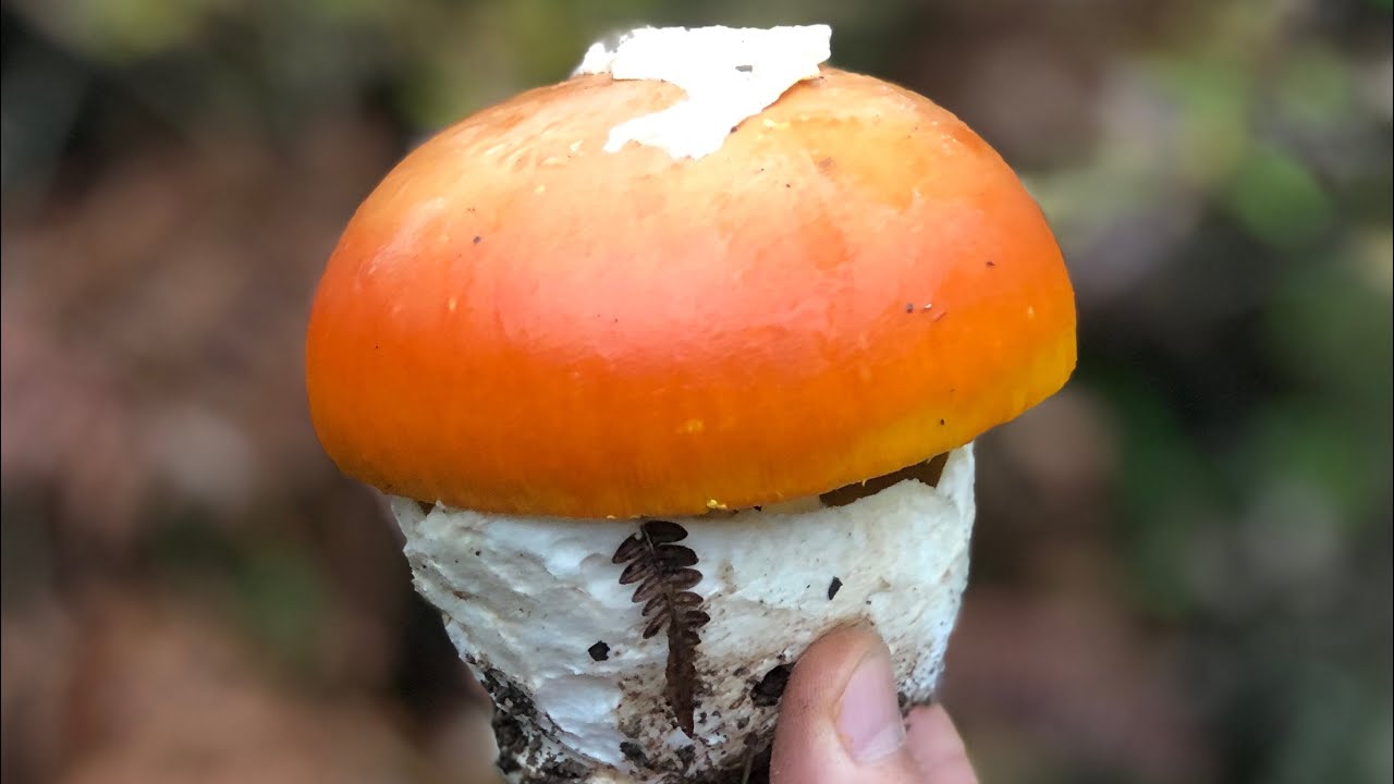 Amanita caesarea - İmparator mantarı nasıl tanımlanır?