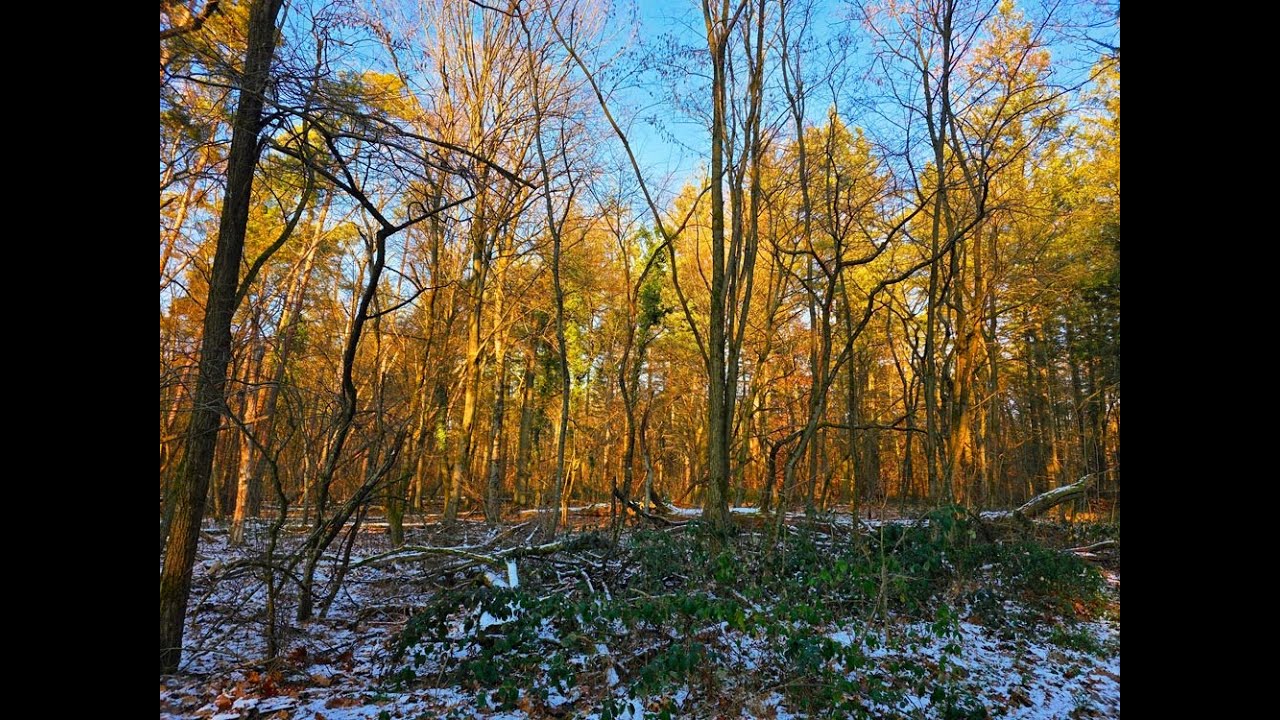 Impressionen aus dem Hardtwald