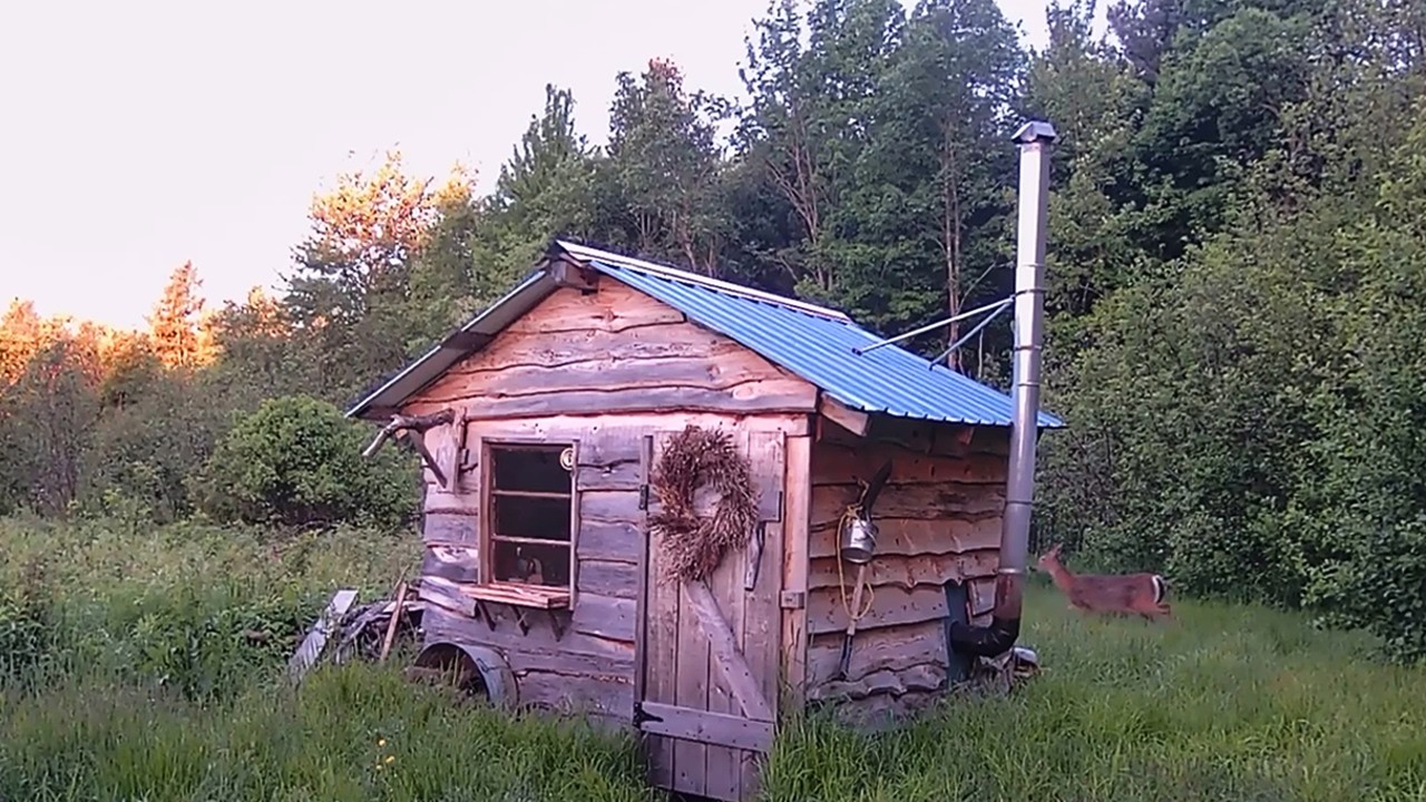 I Abandoned My Tiny Cabin for Months. My Trail Cams Saw Everything.