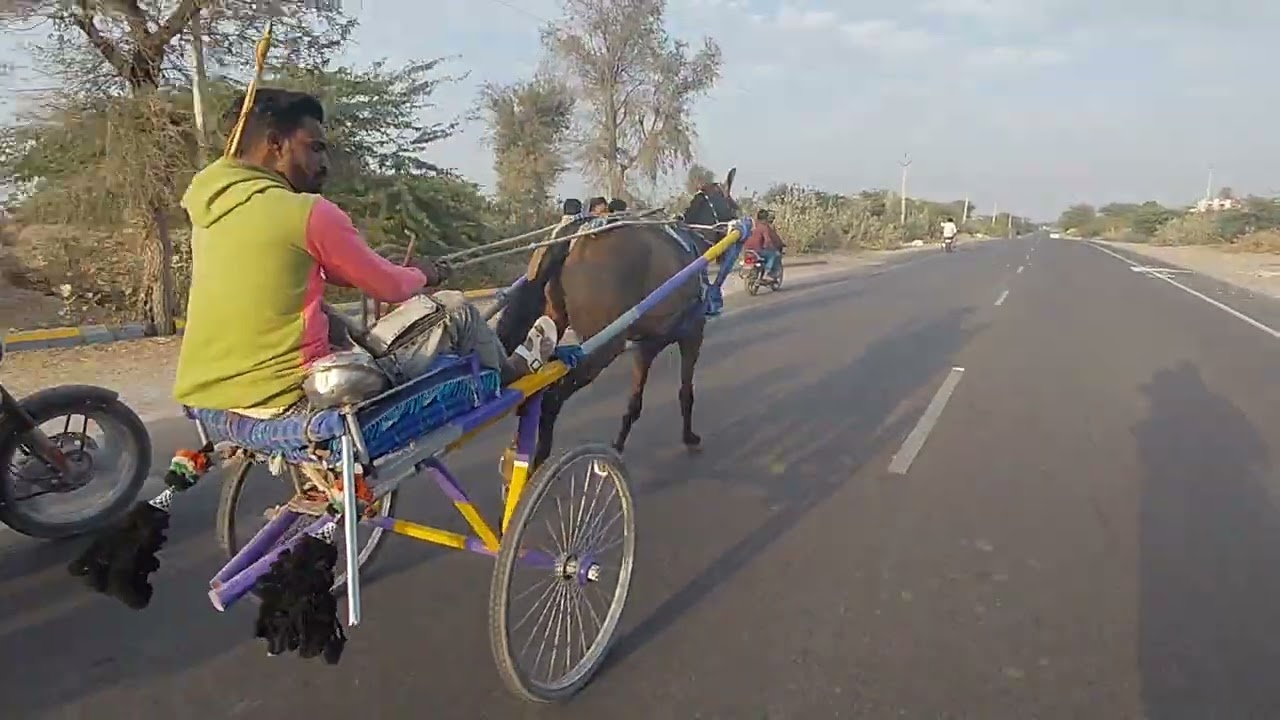 सरदारशहर हॉर्स रेस ❤️तौफीक विनर 28/12/25