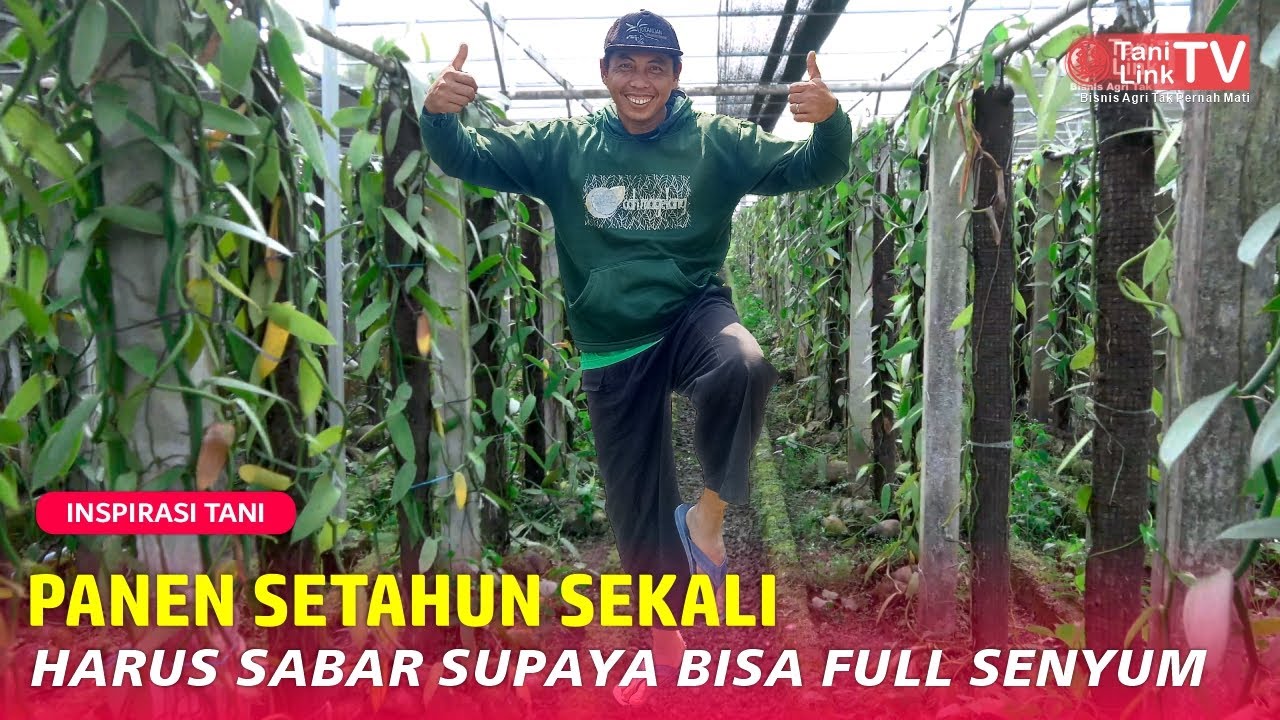 Tips Budidaya Vanili, Mutiara Hijau Bernilai Jutaan!