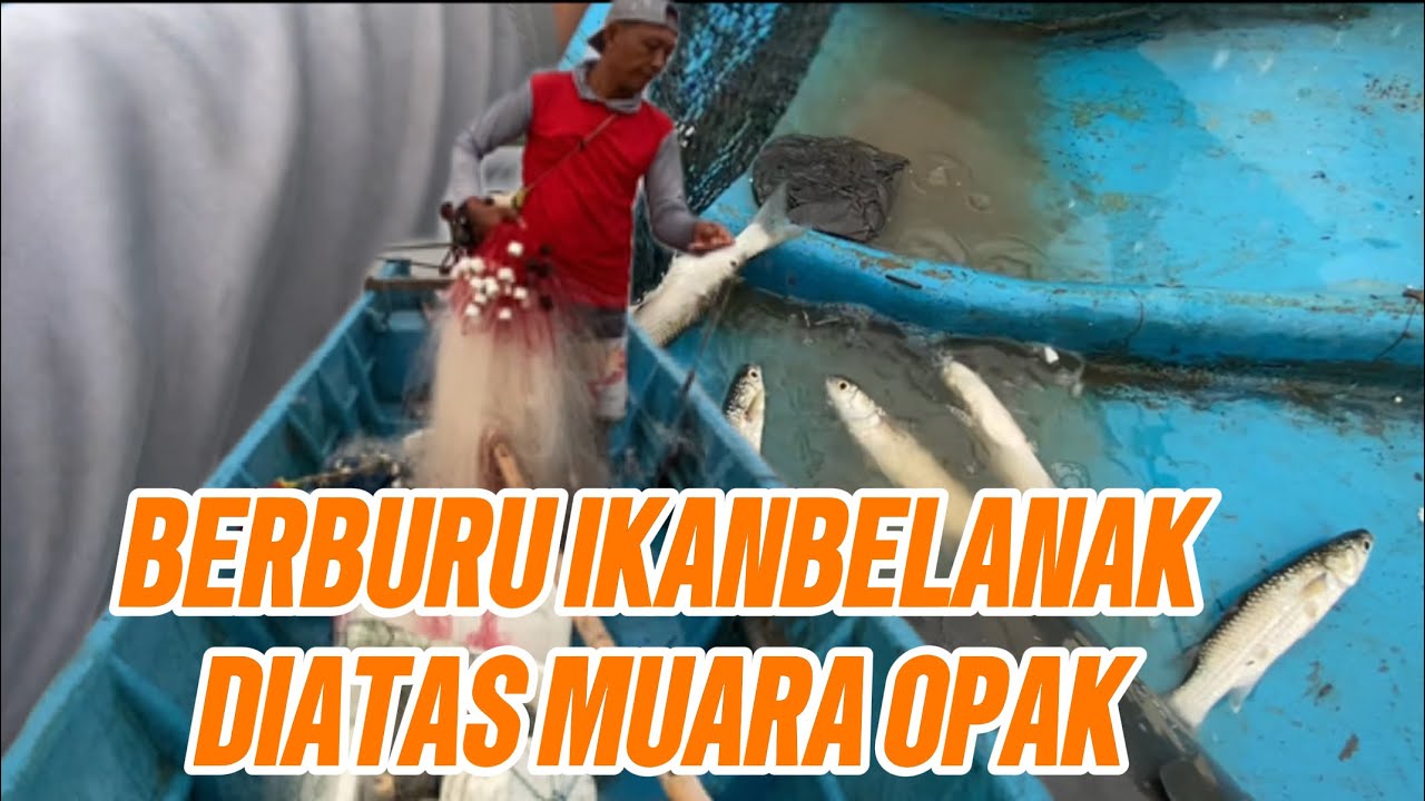 NEKAT JARING BELANAK HABIS SUBUH DIATAS MUARA OPAK