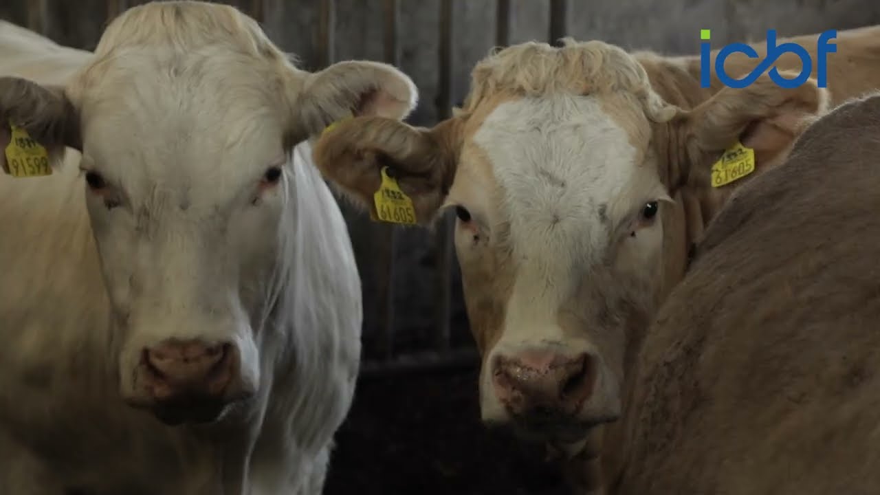 Gene Ireland -  The ICBF Beef Progeny Test Centre