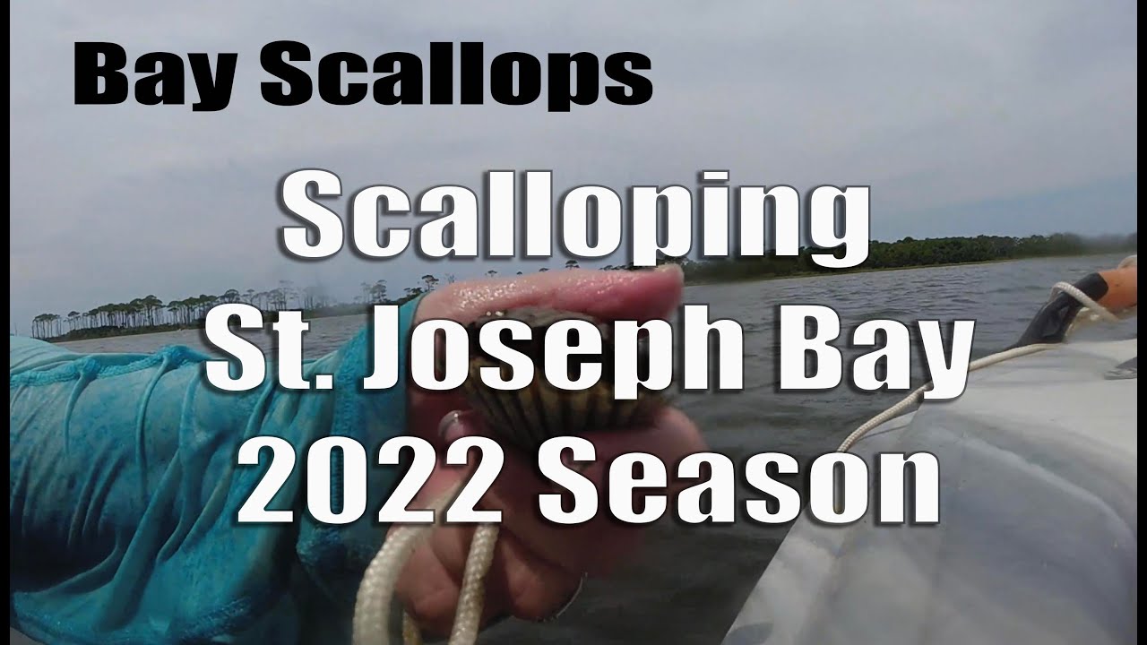 Scalloping in St. Joseph Bay Florida 2022 Catching, finding and cleaning scallops