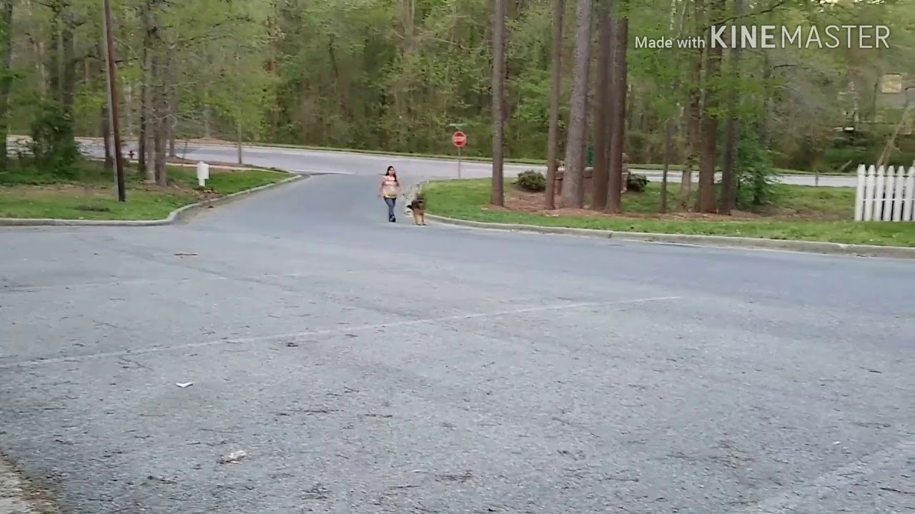 Loose-leash walking techniques: circling and stopping