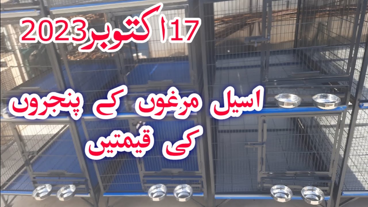 Aseel Cages Prices Size And Meterial Information Update 17-10-2023 // MM CAGE MAKER MIANWALI