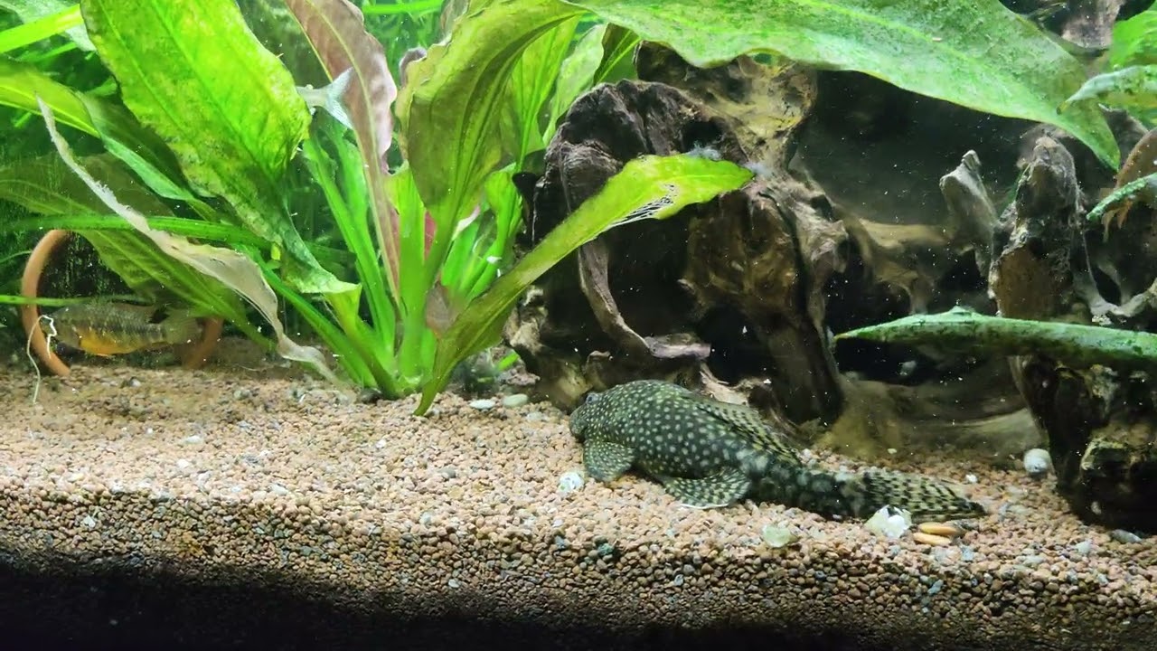 Juwel Rio 125 Aquarium Update 30.08.25
